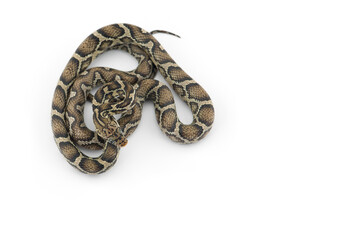 The yellow red rat snake isolated on white background