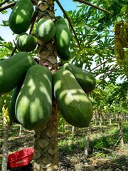 Papayas en Yucat&aacute;n