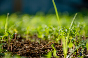 green grass in the morning