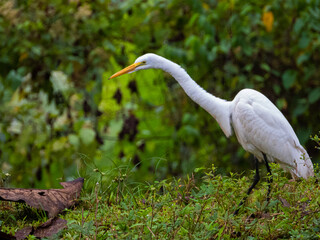 Garza blanca en un pequeño prado verde