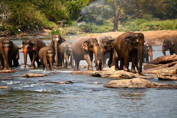 Plakat A herd of elephants at a watering hole, a family of elephants is bathing