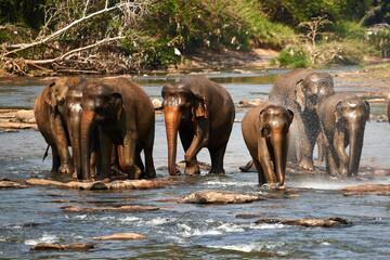 Fototapeta na wymiar A herd of elephants at a watering hole, a family of elephants is bathing