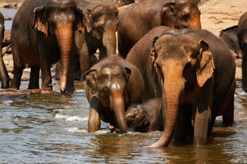 Fototapeta na wymiar A herd of elephants at a watering hole, a family of elephants is bathing