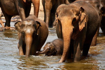 Obraz na płótnie Canvas A herd of elephants at a watering hole, a family of elephants is bathing