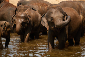 Fototapeta na wymiar A herd of elephants at a watering hole, a family of elephants is bathing