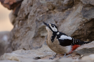 Great spotted woodpecker Dendrocopos major canariensis. Female drinking water. Las Lajas. Vilaflor. Tenerife. Canary Islands. Spain.