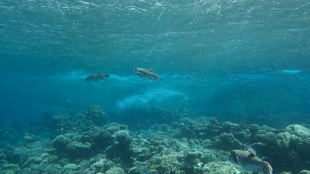 Shoal of Puffer-fish swim under storm waves above coral reef. Blackspotted Puffer or Star Blaasop - Arothron stellatus. Slow motion. School of Red sea, Egypt