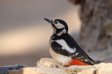 Obraz premium Great spotted woodpecker Dendrocopos major canariensis. Female drinking water. Las Lajas. Vilaflor. Tenerife. Canary Islands. Spain.