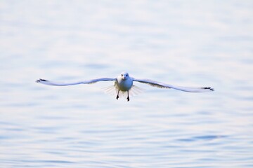 Fliegende Möwe