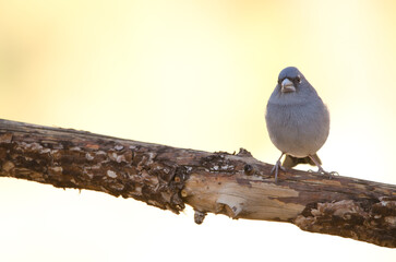Tenerife blue chaffinch Fringilla teydea. Male. Las Lajas. Vilaflor. Corona Forestal Natural Park. Tenerife. Canary Islands. Spain.