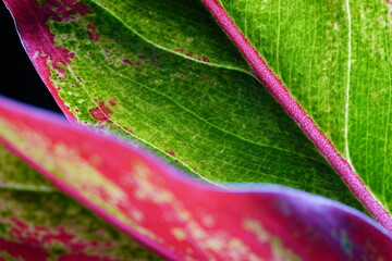 Macro of red Aglaonema leaf, selective focus and shallow depth of field.