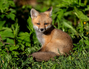 Naklejka na ściany i meble Red Fox kit enjoying the morning sun.