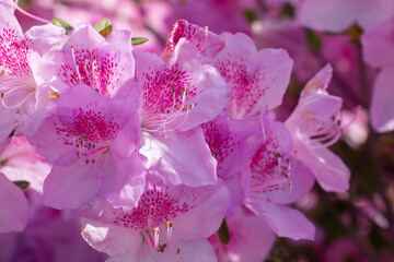 Large bush blooming rhododendron in the botanical garden. Lots of purple flowers in the sunlight Rhododendron, beautiful background.