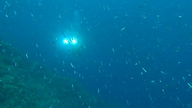 Scuba diver cameraman shots Massive shoal of small brightly fishes - Red sea, Egypt
