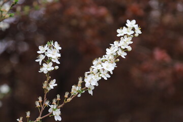 blooming tree in spring