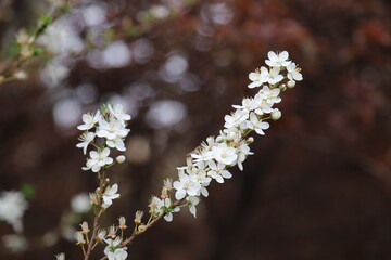 blooming tree
