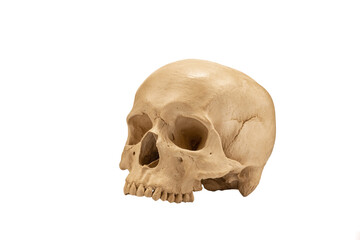 human skull isolated on white background - 496939332