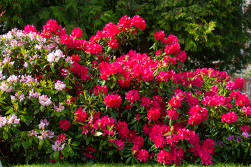 Fototapeta premium Large bushes of blooming white and red rhododendron in a spring garden in Europe.