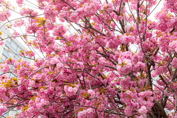 Fleurs de cerisier - 496939707