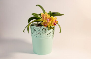 Beautiful phalaenopsis orchid flowers in a light green pot on a white background. Wedding concept, mother's day and valentine's day background.