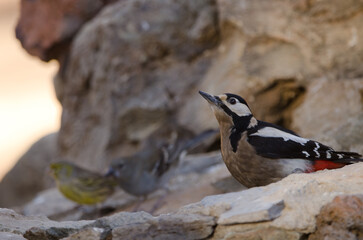 Great spotted woodpecker Dendrocopos major canariensis drinking water, Tenerife blue chaffinch and Atlantic canary. Tenerife. Canary Islands. Spain.