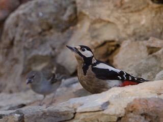 Great spotted woodpecker Dendrocopos major canariensis. Female drinking water and Tenerife blue chaffinch. Las Lajas. Tenerife. Canary Islands. Spain.