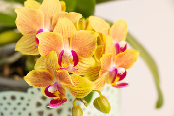 Beautiful phalaenopsis orchid flowers in a light green pot on a white background.