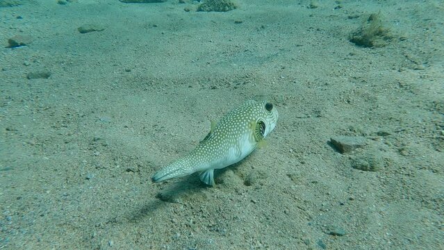 Puffer fish slowly swim over sandy bottom. Broadbarred Toadfish or White-spotted puffer - Arothron hispidus. Slow motion. Red sea, Egypt