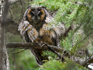 Puffed Long-eared Owl sitting on pine tree branch in early spring