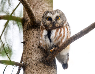 Northern saw-whet owl sitting on pine tree branch in early spring