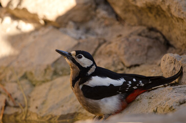 Great spotted woodpecker Dendrocopos major canariensis. Female drinking water. Las Lajas. Vilaflor. Tenerife. Canary Islands. Spain.