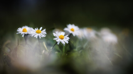 Sicilian Spring Flower Macro in Italy, Europe on a lovely warm day