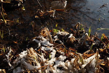Snow on the grass in spring