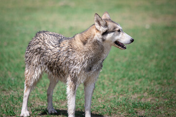 Husky Wolf hybrid dog at a lake dog park