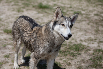 Naklejka na ściany i meble Husky Wolf hybrid dog at a lake dog park