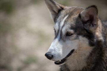 Husky Wolf hybrid dog at a lake dog park