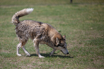Husky Wolf hybrid dog at a lake dog park