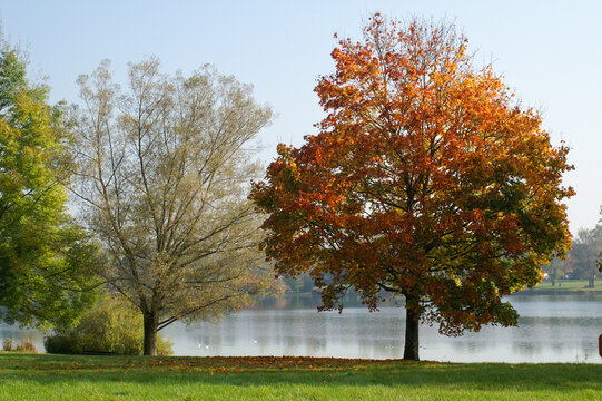 Idyllic park landscape at Langwieder Lake in Munich