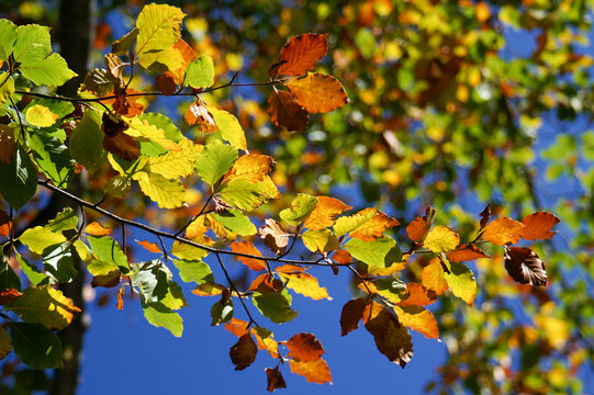 green orange leaves in autumn against blue sky