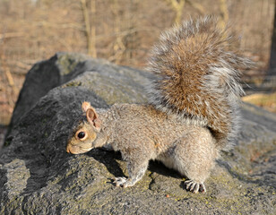 Eastern gray squirrel (Sciurus carolinensis) with beautiful tail in Central Park, NYC