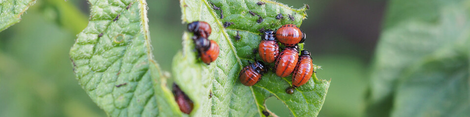 Colorado potato beetle larvae on eaten away potato leaf. Close-up. Banner or headline about protecting agricultural plants from bugs. Farm and gardening. Macro