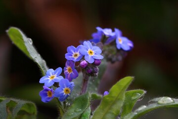 Bouquet de myosotis bleues