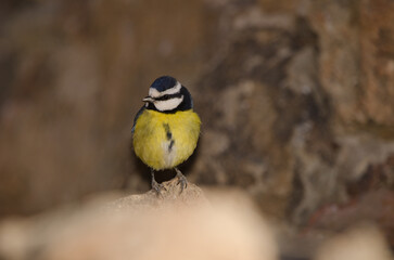 African blue tit Cyanistes teneriffae hedwigii. Las Lajas. Vilaflor. Corona Forestal Natural Park. Tenerife. Canary Islands. Spain.