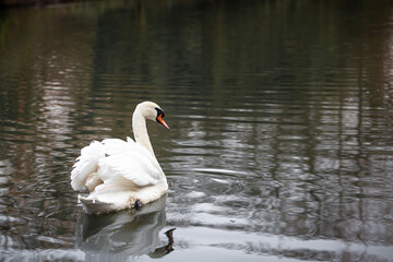 Fototapeta premium swan on the water