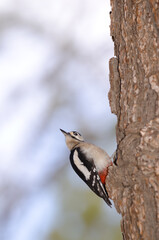 Great spotted woodpecker Dendrocopos major canariensis. Male. Las Lajas. Vilaflor. Corona Forestal Natural Park. Tenerife. Canary Islands. Spain.