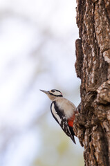Great spotted woodpecker Dendrocopos major canariensis. Male. Las Lajas. Vilaflor. Corona Forestal Natural Park. Tenerife. Canary Islands. Spain.