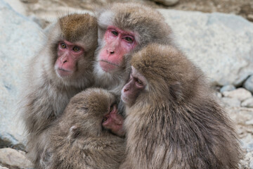 The Japanese macaque (Macaca fuscata)