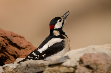 Obraz premium Great spotted woodpecker Dendrocopos major canariensis. Male drinking water. Las Lajas. Vilaflor. Tenerife. Canary Islands. Spain.