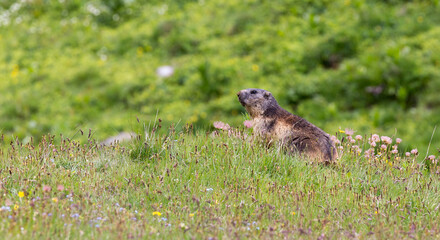 Naklejka na ściany i meble View of marmot