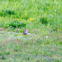View of mistle thrush bird